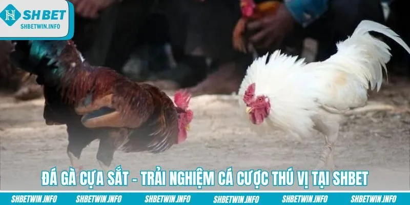 da-ga-cua-sat