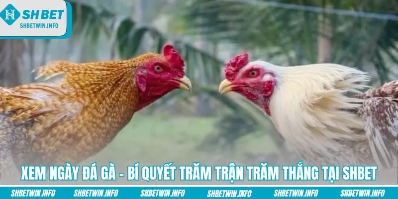 xem-ngay-da-ga