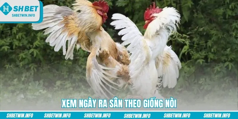 xem-ngay-ra-san-theo-giong-noi